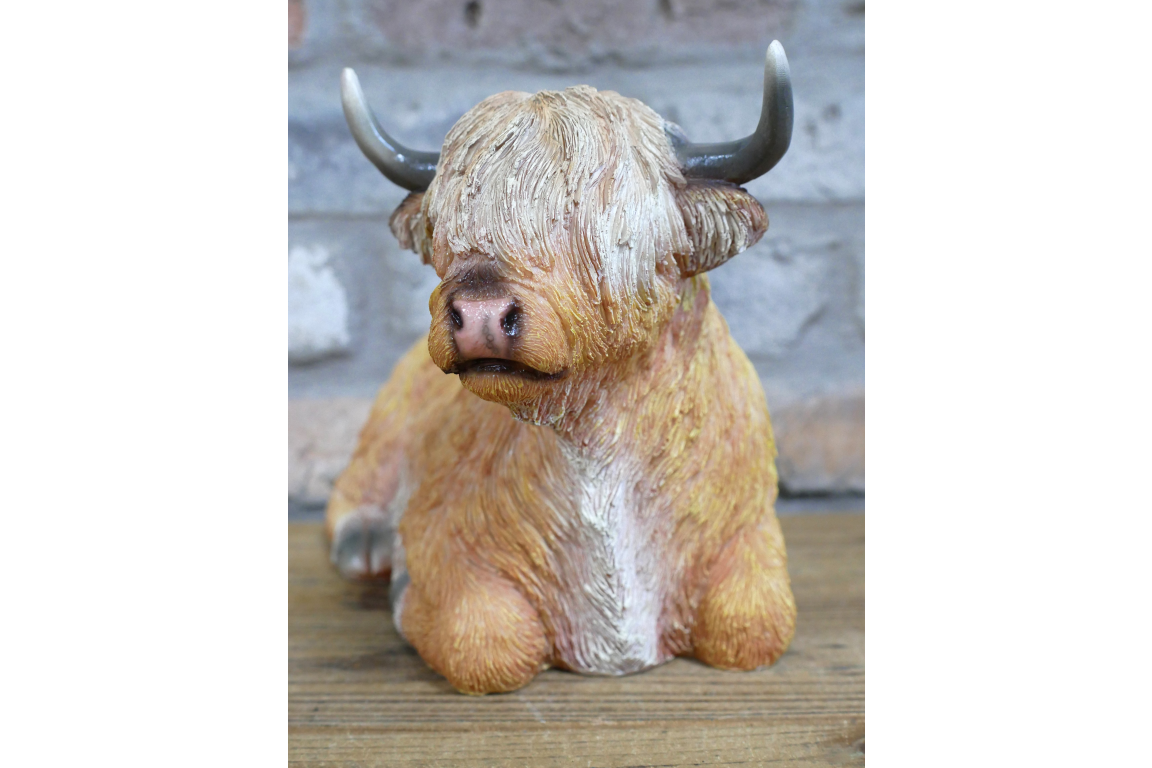 Laying Highland Cow