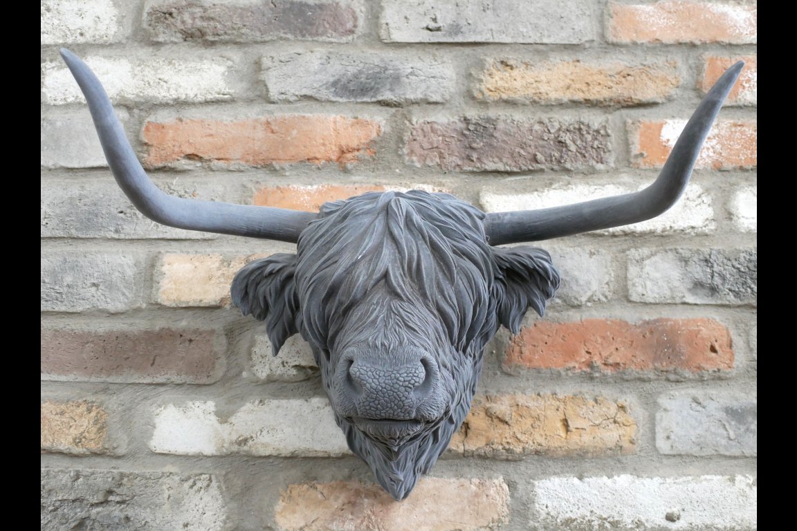 Cow Head