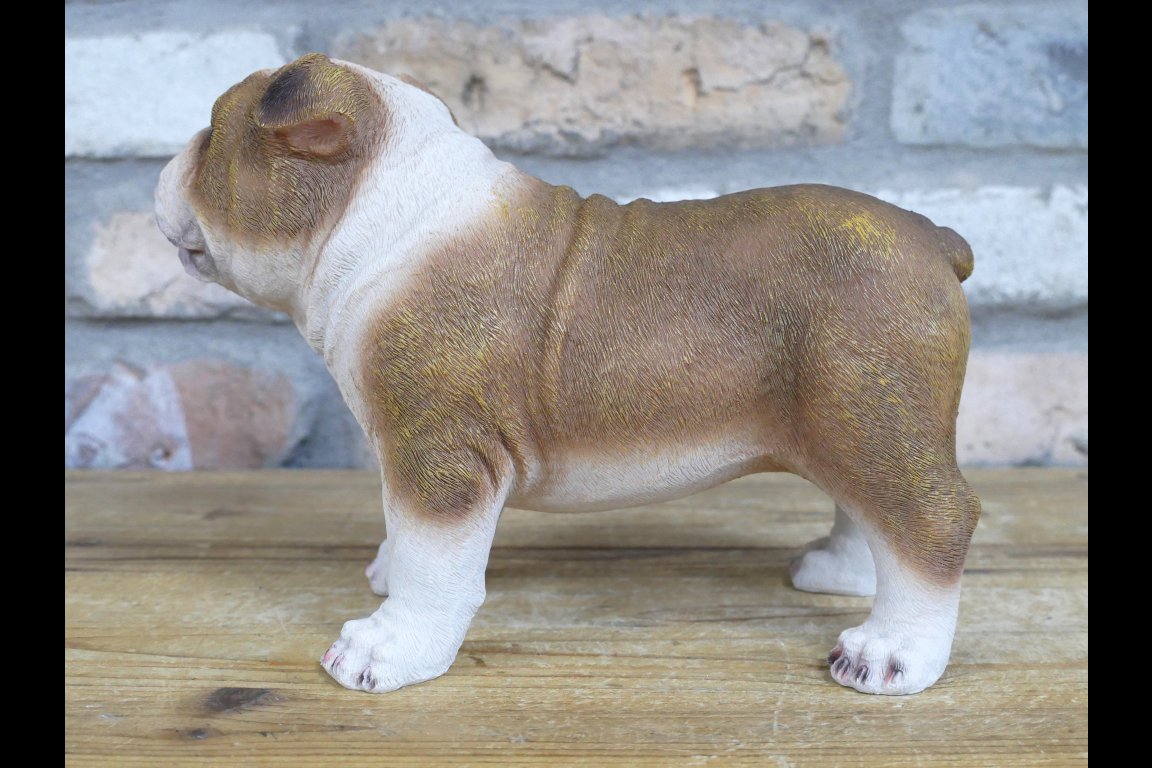 Bulldog