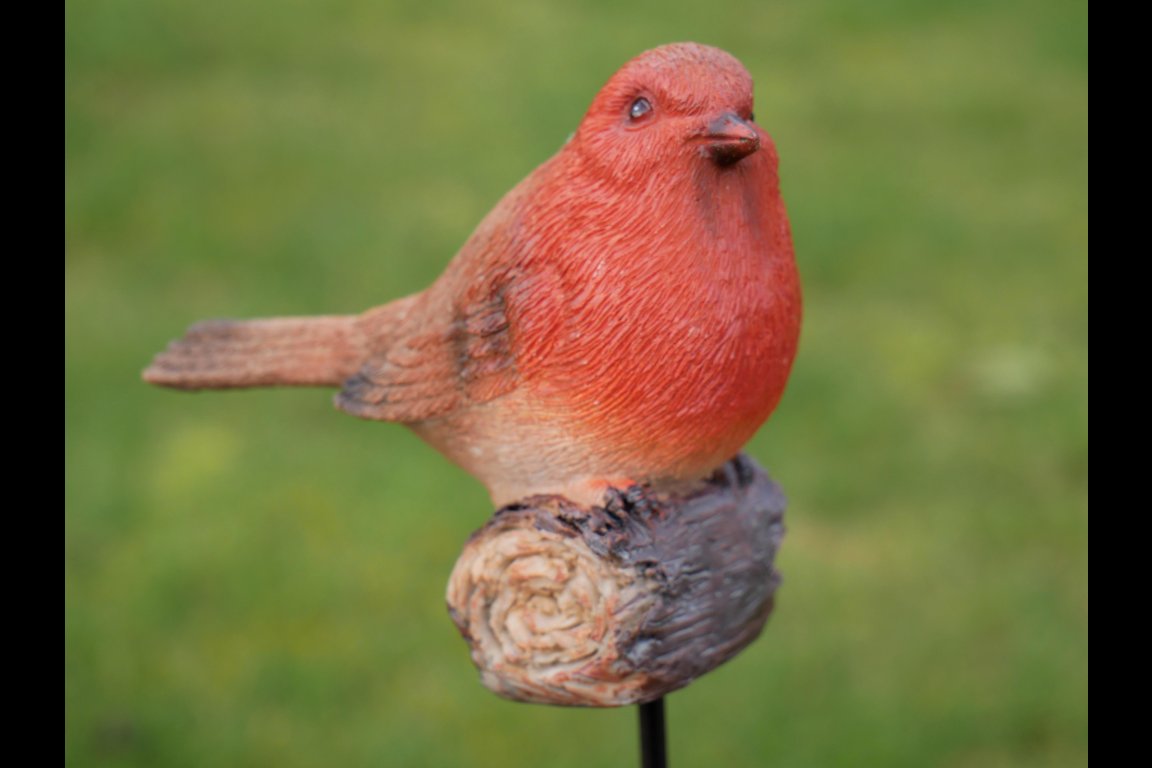 Robin On Stake
