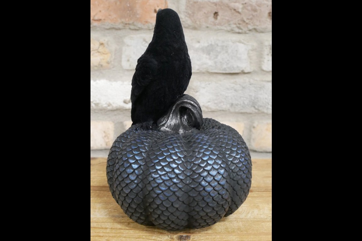 Crow On Pumpkin