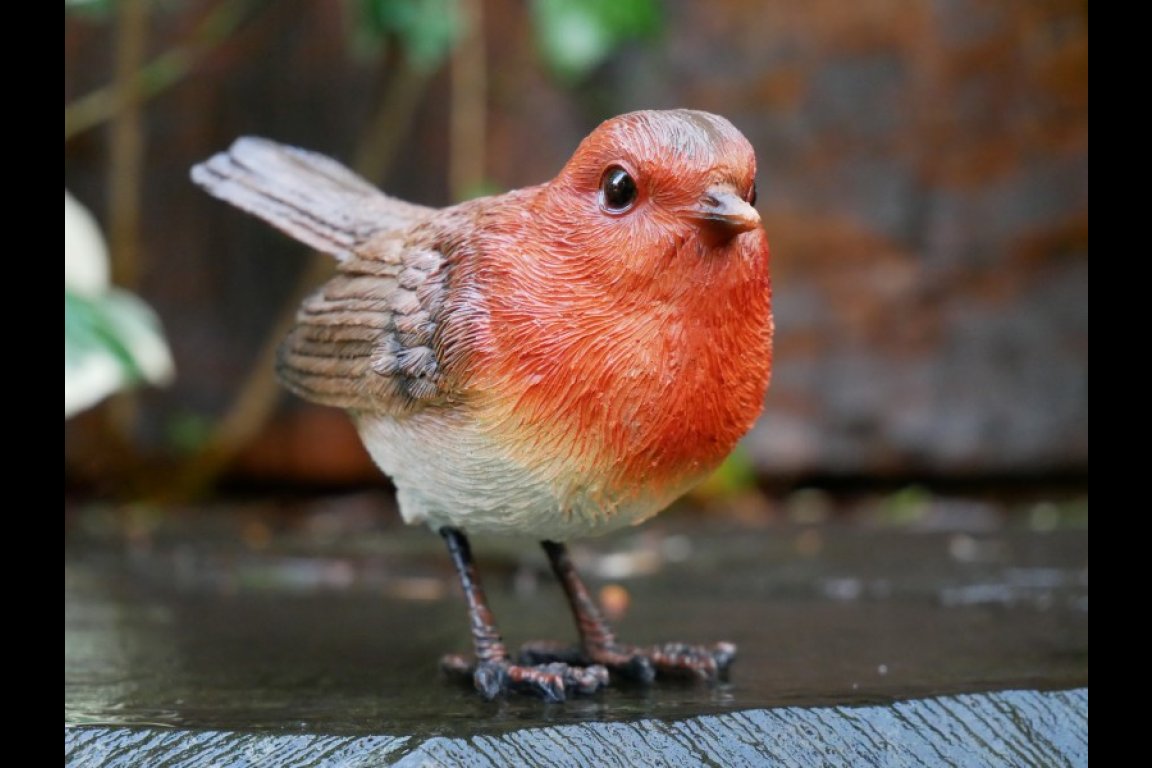 Bird