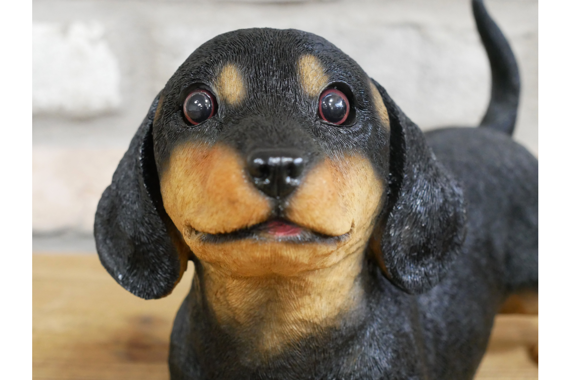 Playful Puppy