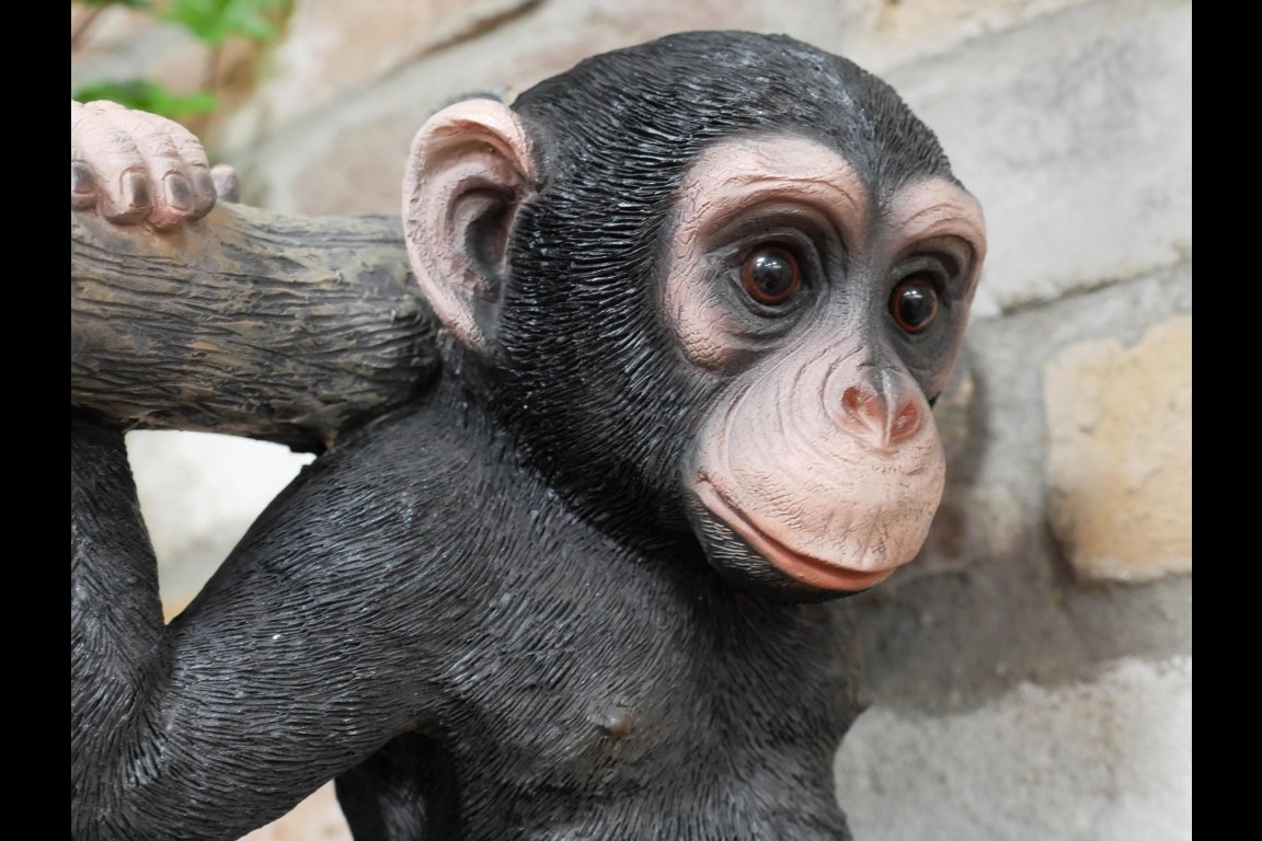 Monkey Hanging On A Branch