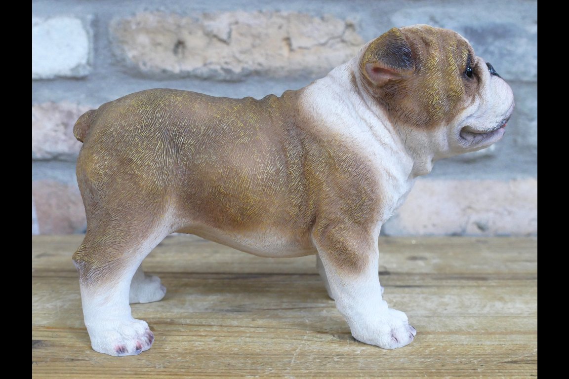 Bulldog