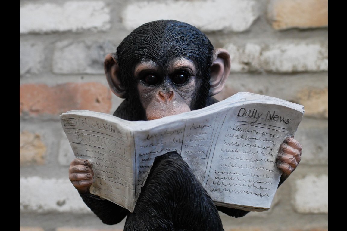 Monkey Reading The News
