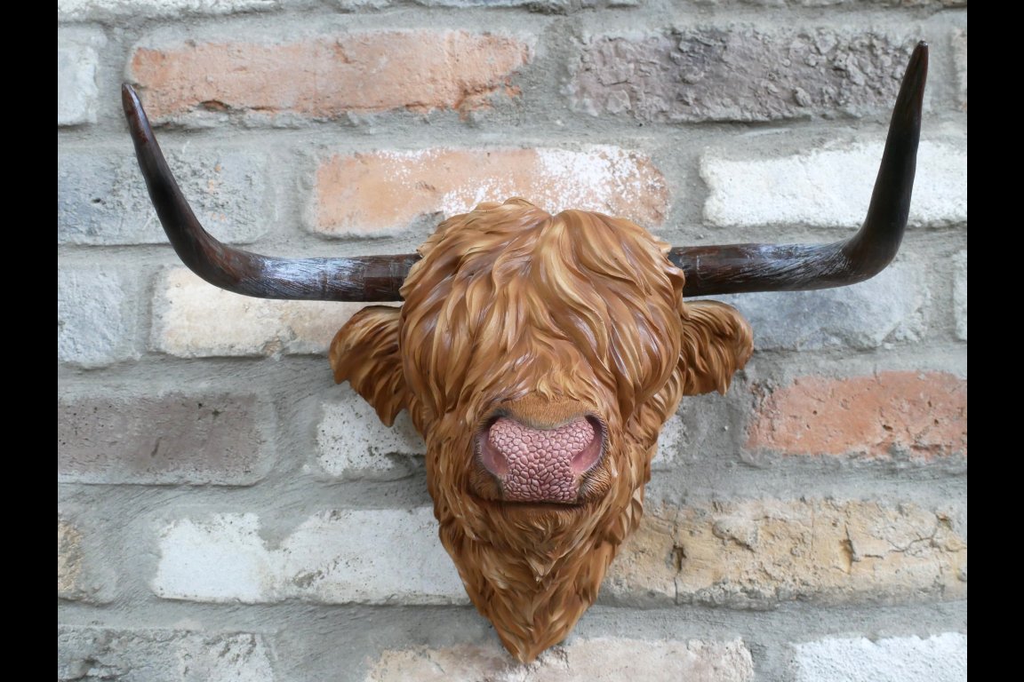 Cow Head