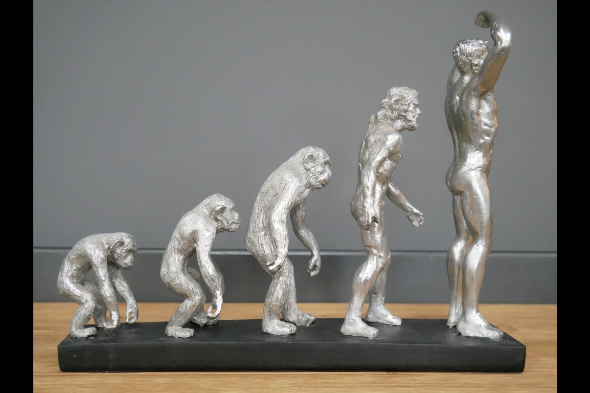 Human Evolution
