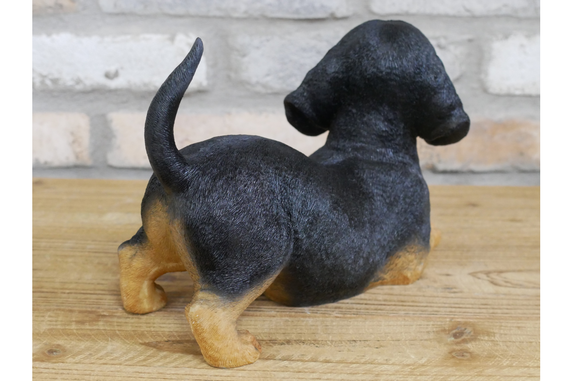 Playful Puppy