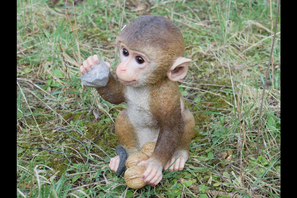 Monkey