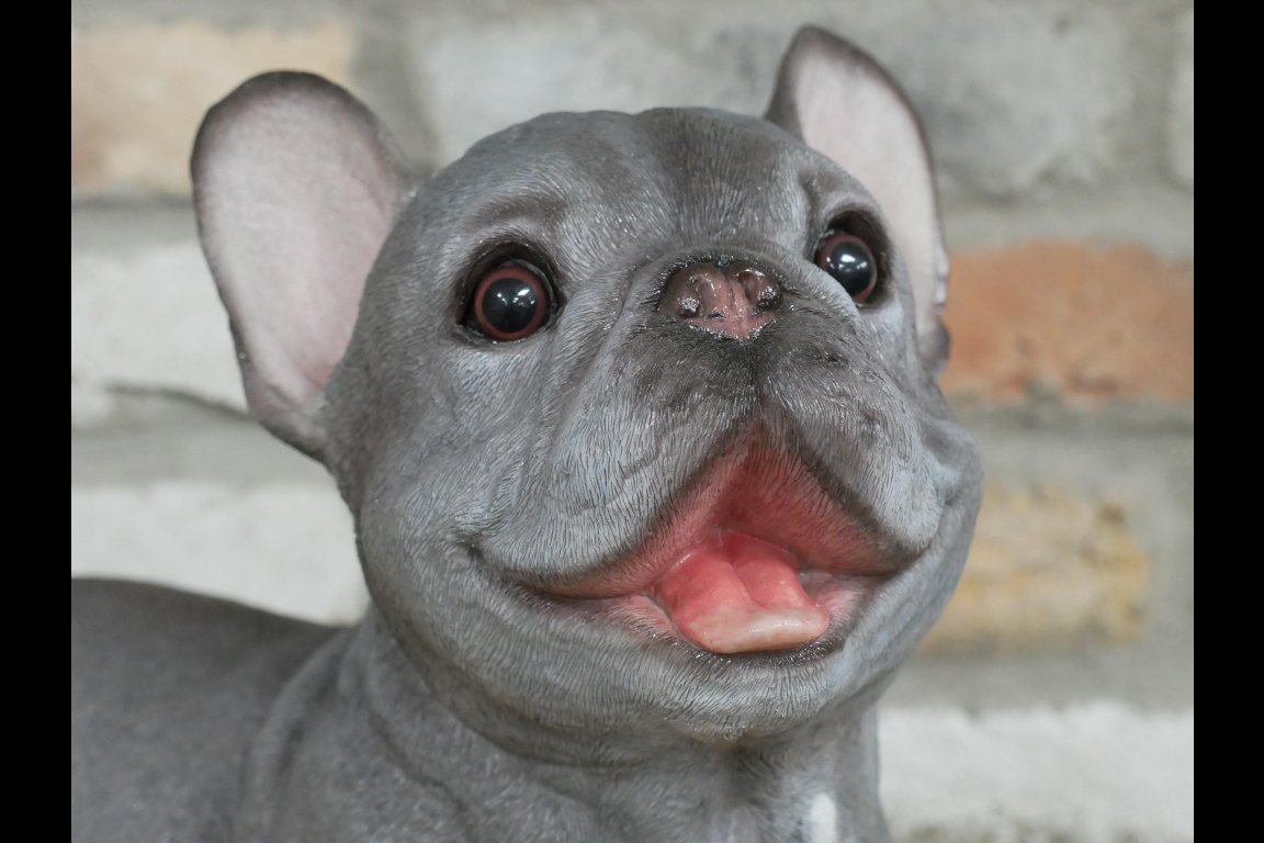 Standing Dog (Frenchie)
