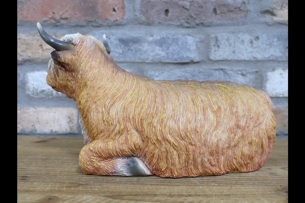 Laying Highland Cow