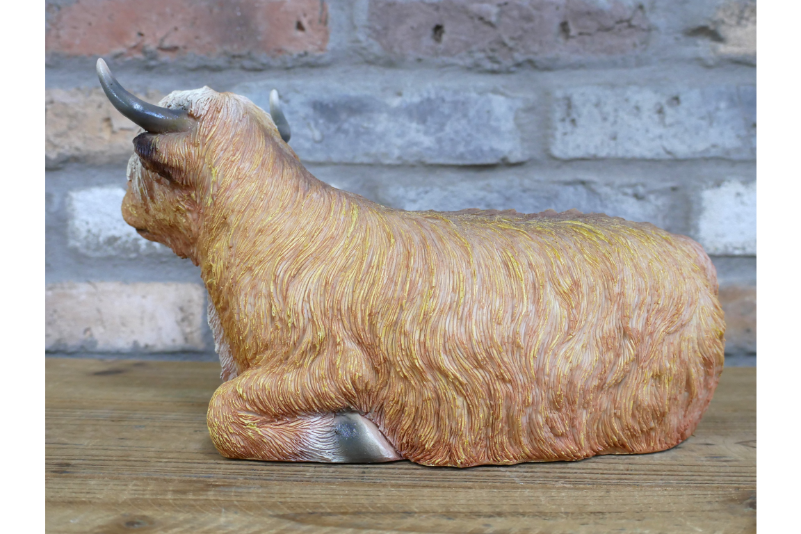 Laying Highland Cow
