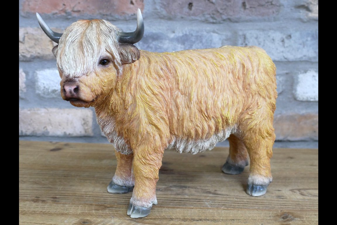 Highland Cow