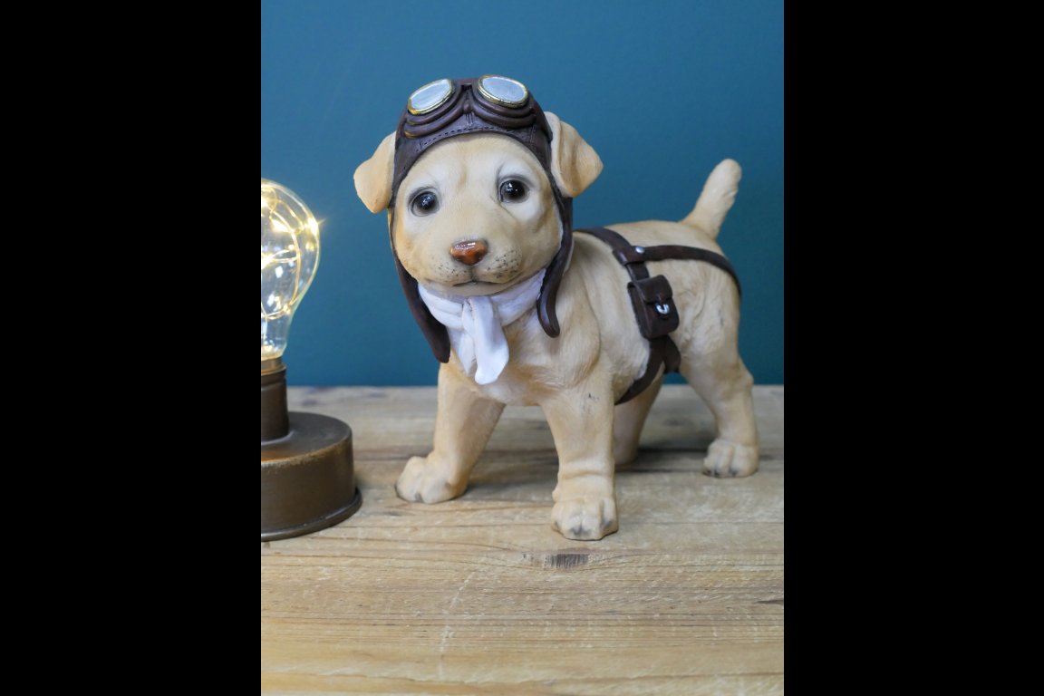 Pilot Dog