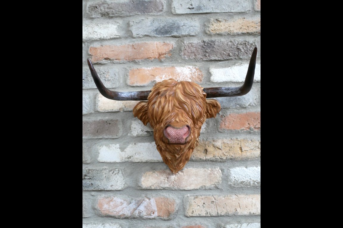 Cow Head