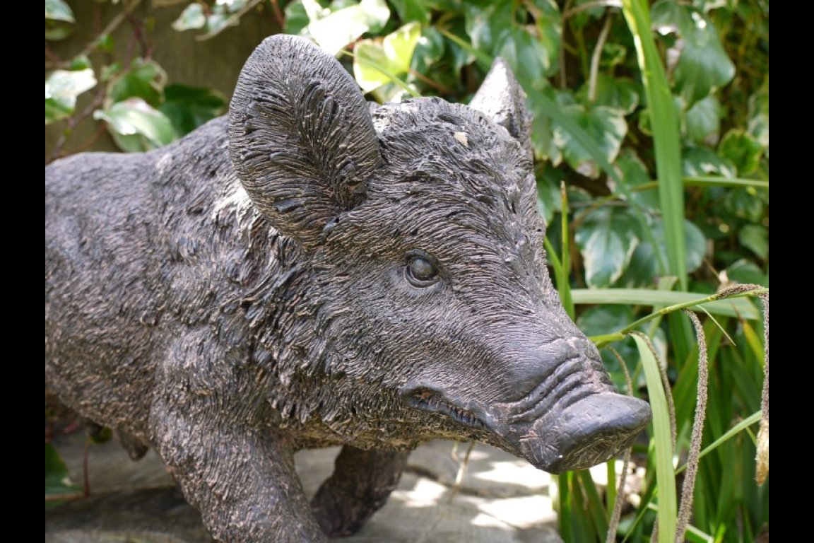 Pig