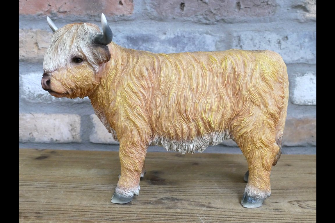 Highland Cow