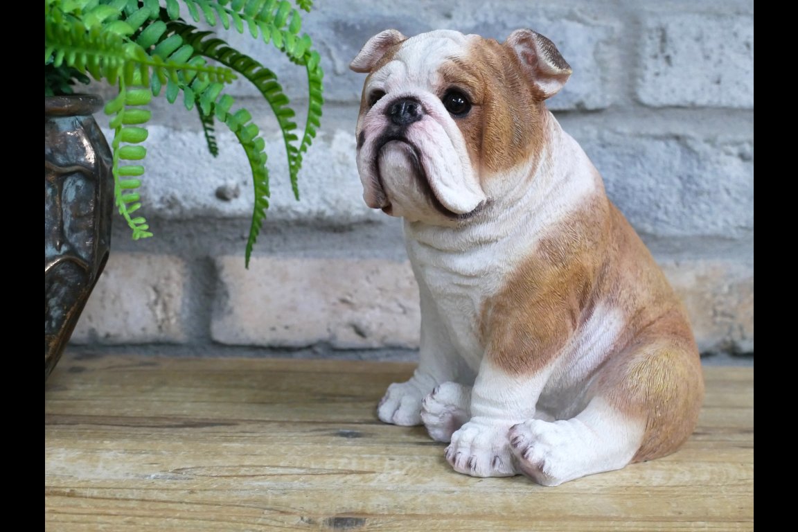 Bulldog