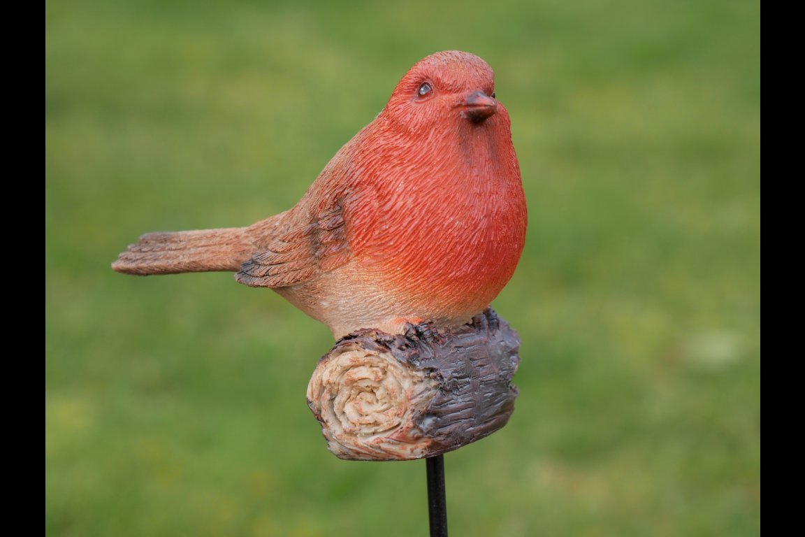 Robin On Stake