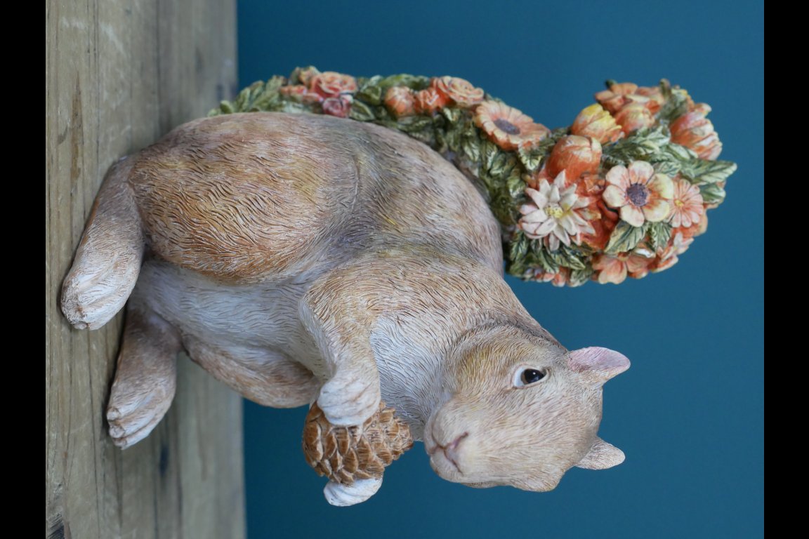 Squirrel