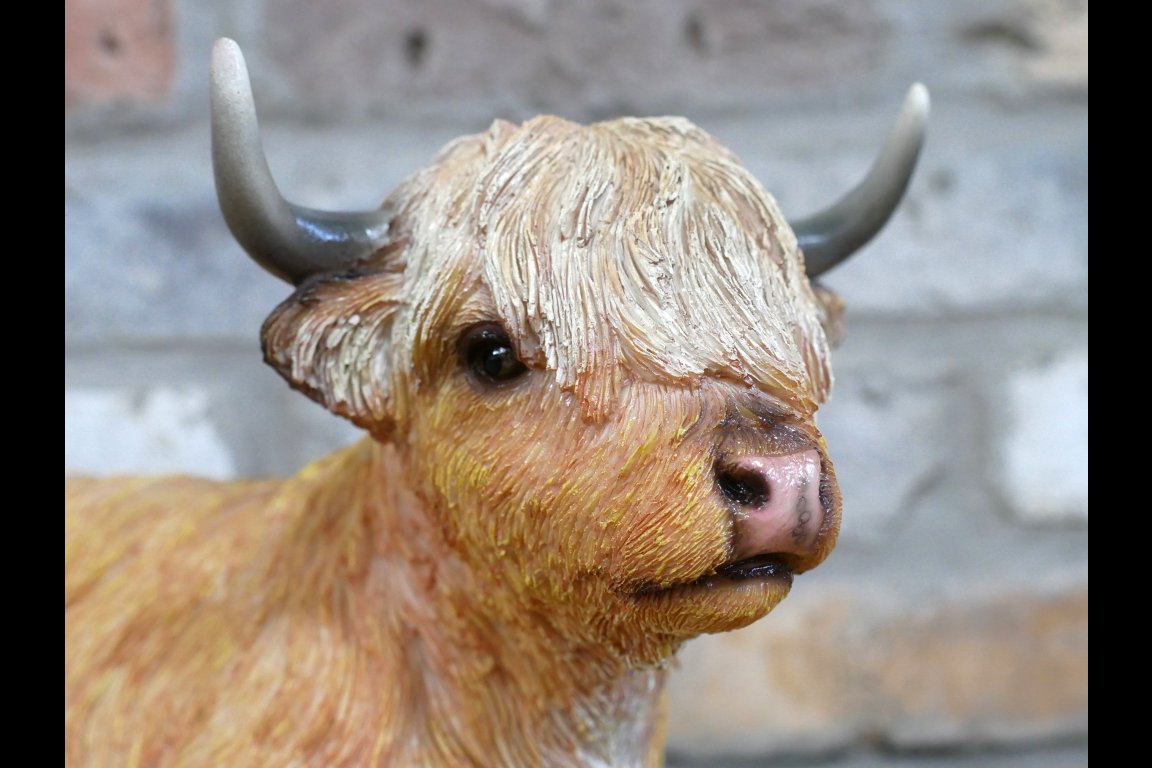 Laying Highland Cow