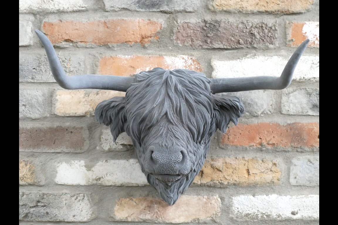 Cow Head