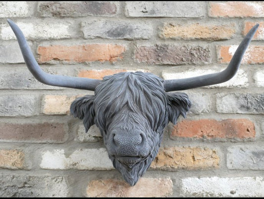 Cow Head