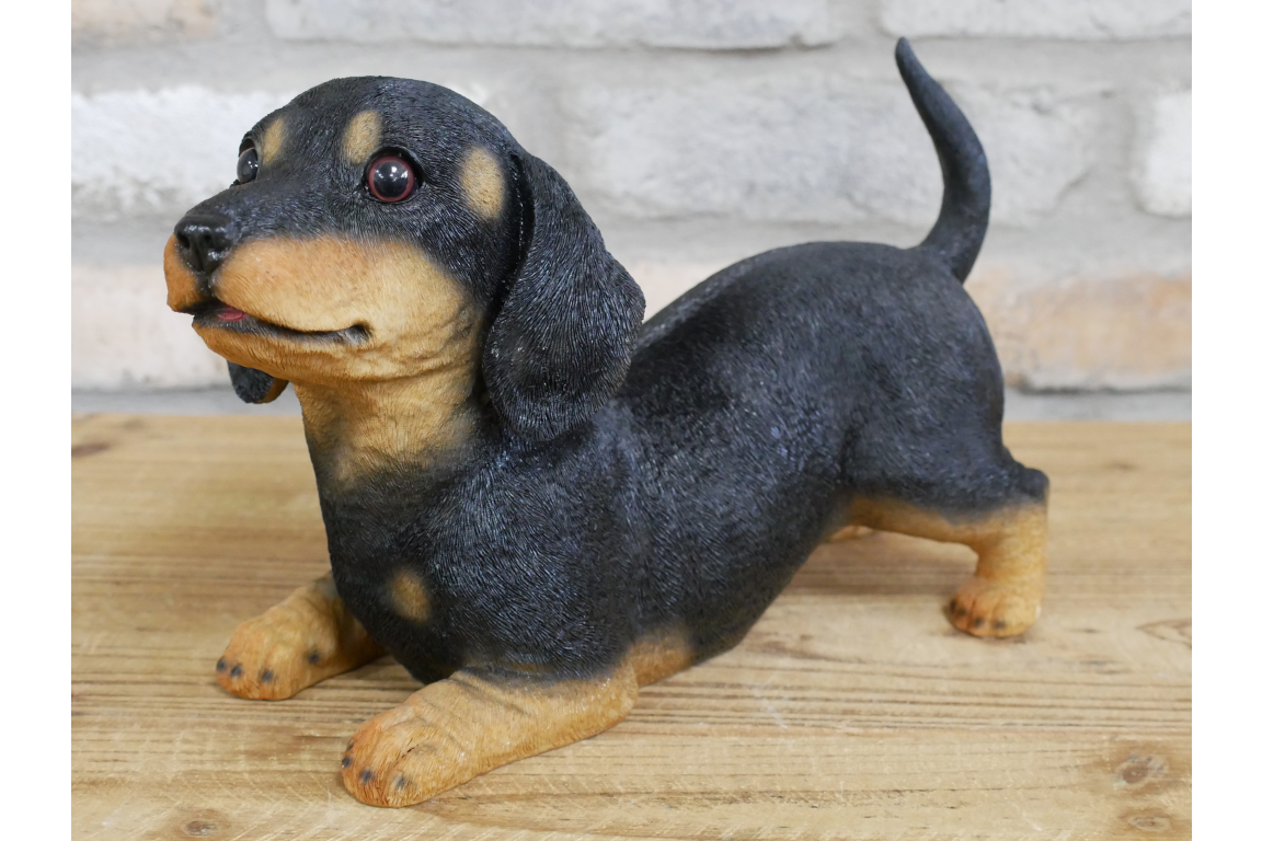 Playful Puppy