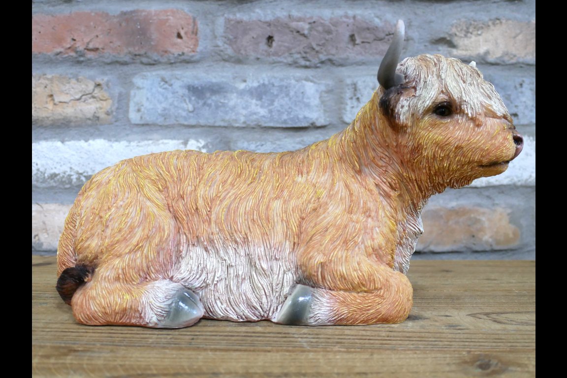 Laying Highland Cow