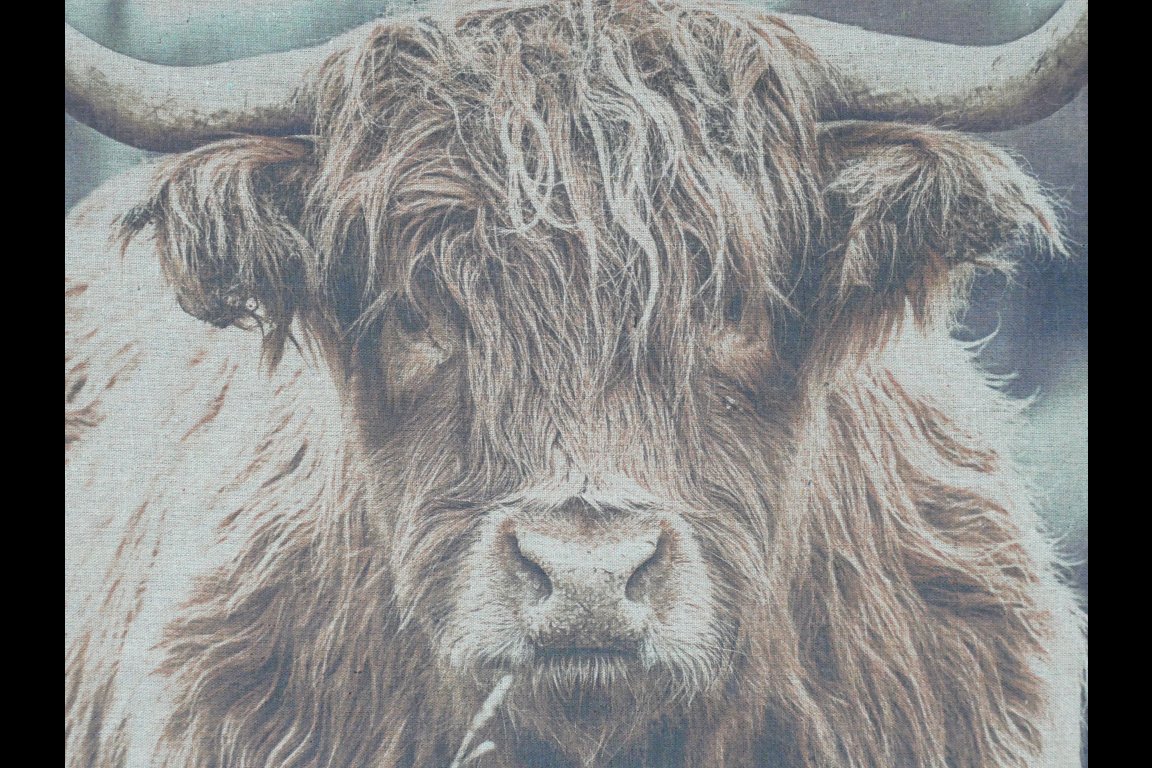 Wall Art - Highland Cow