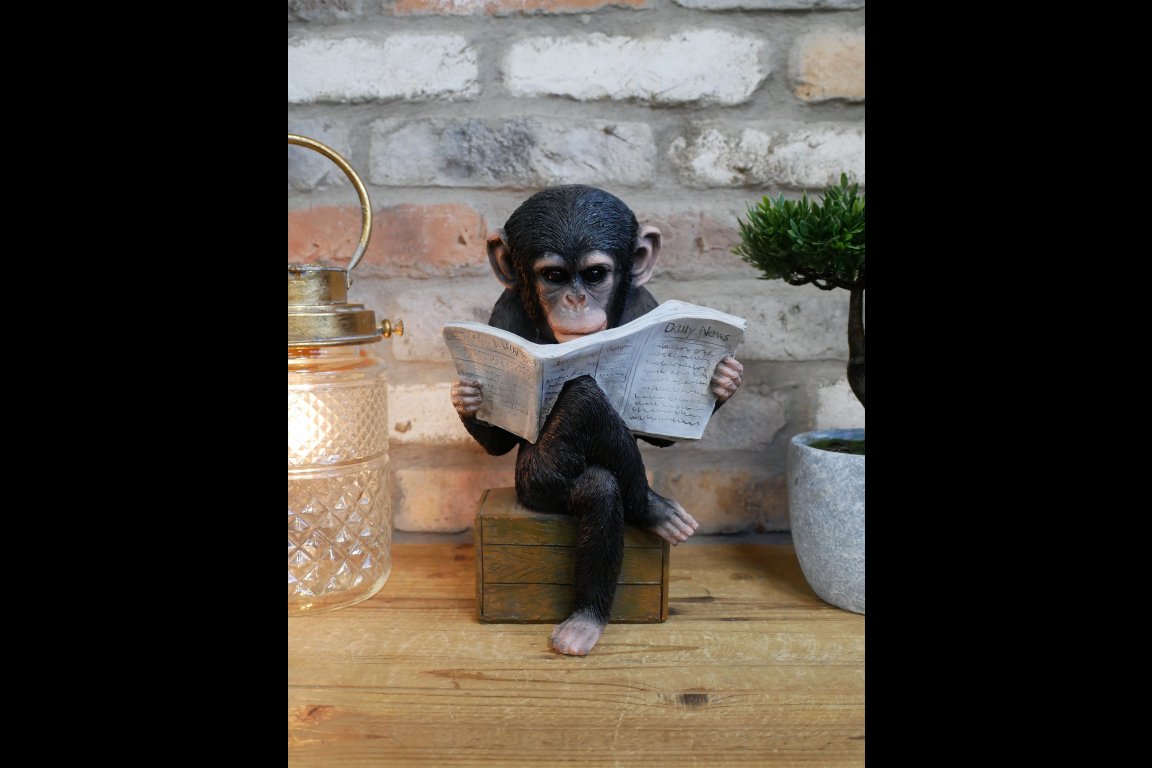 Monkey Reading The News