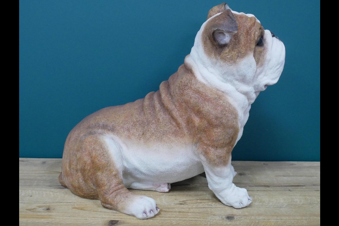 Sitting Bulldog