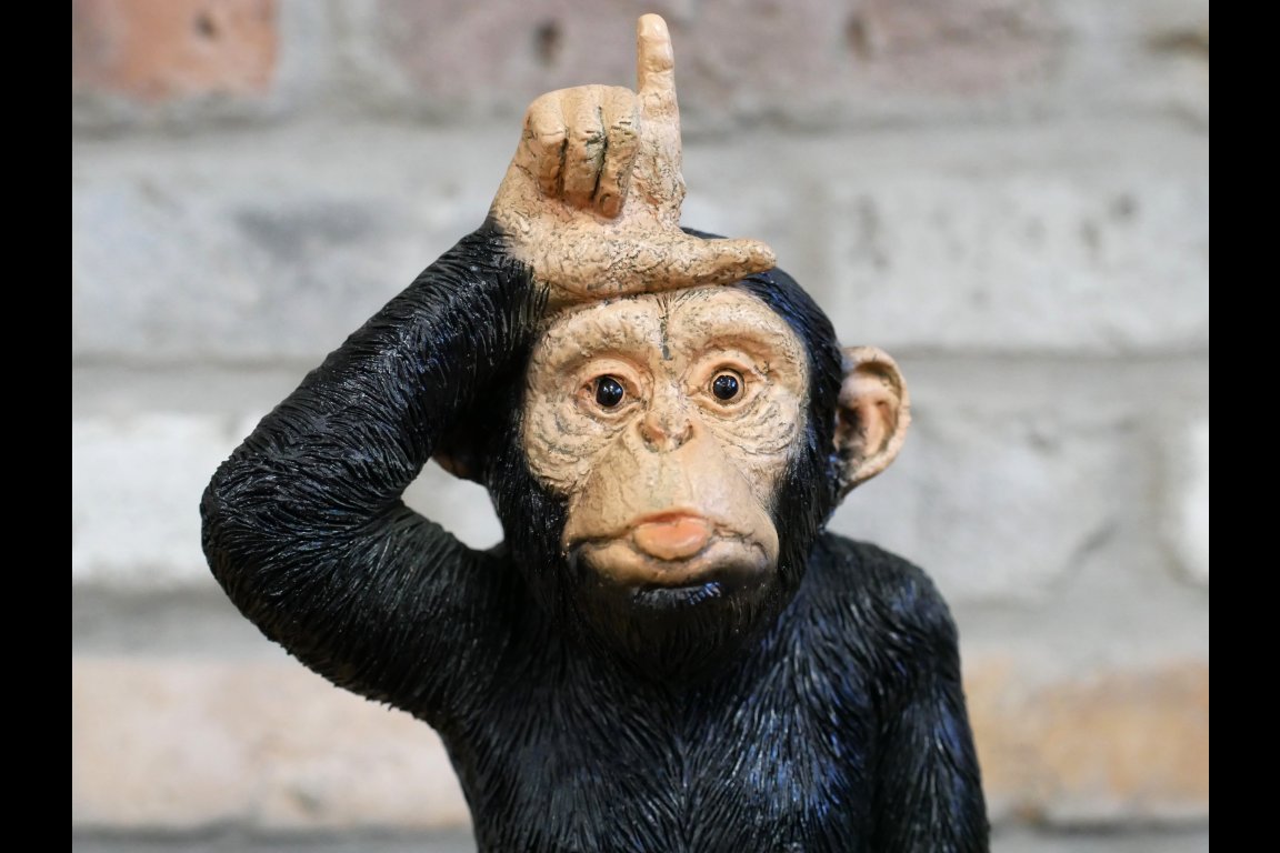 Little Loser Monkey
