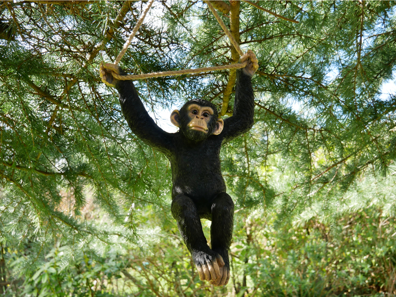 Climbing Monkey
