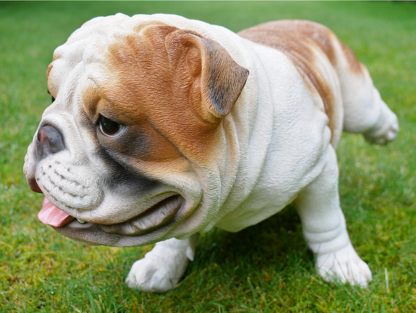 Bulldog
