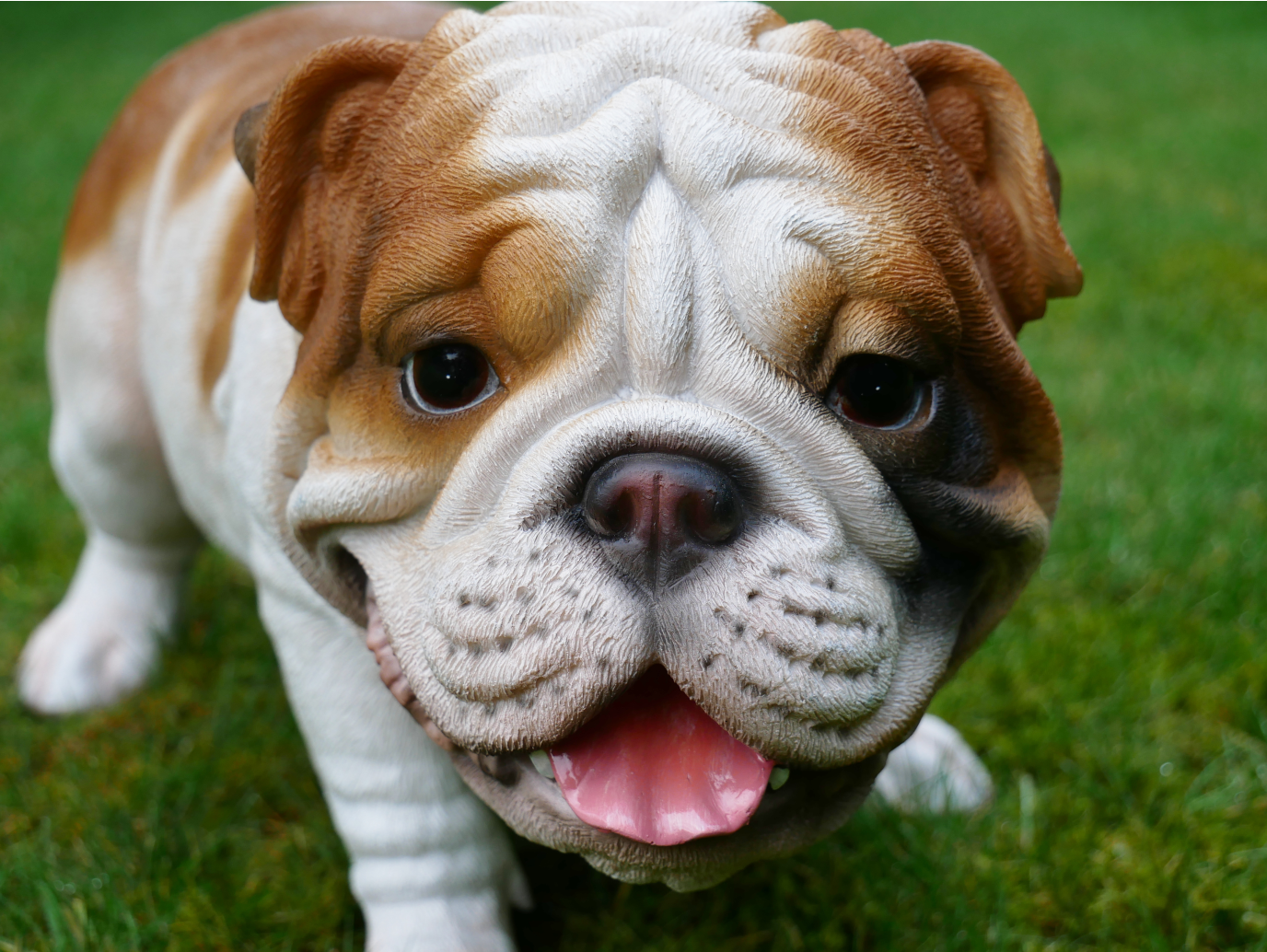 Bulldog