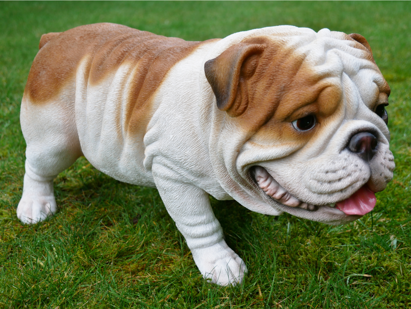 Bulldog