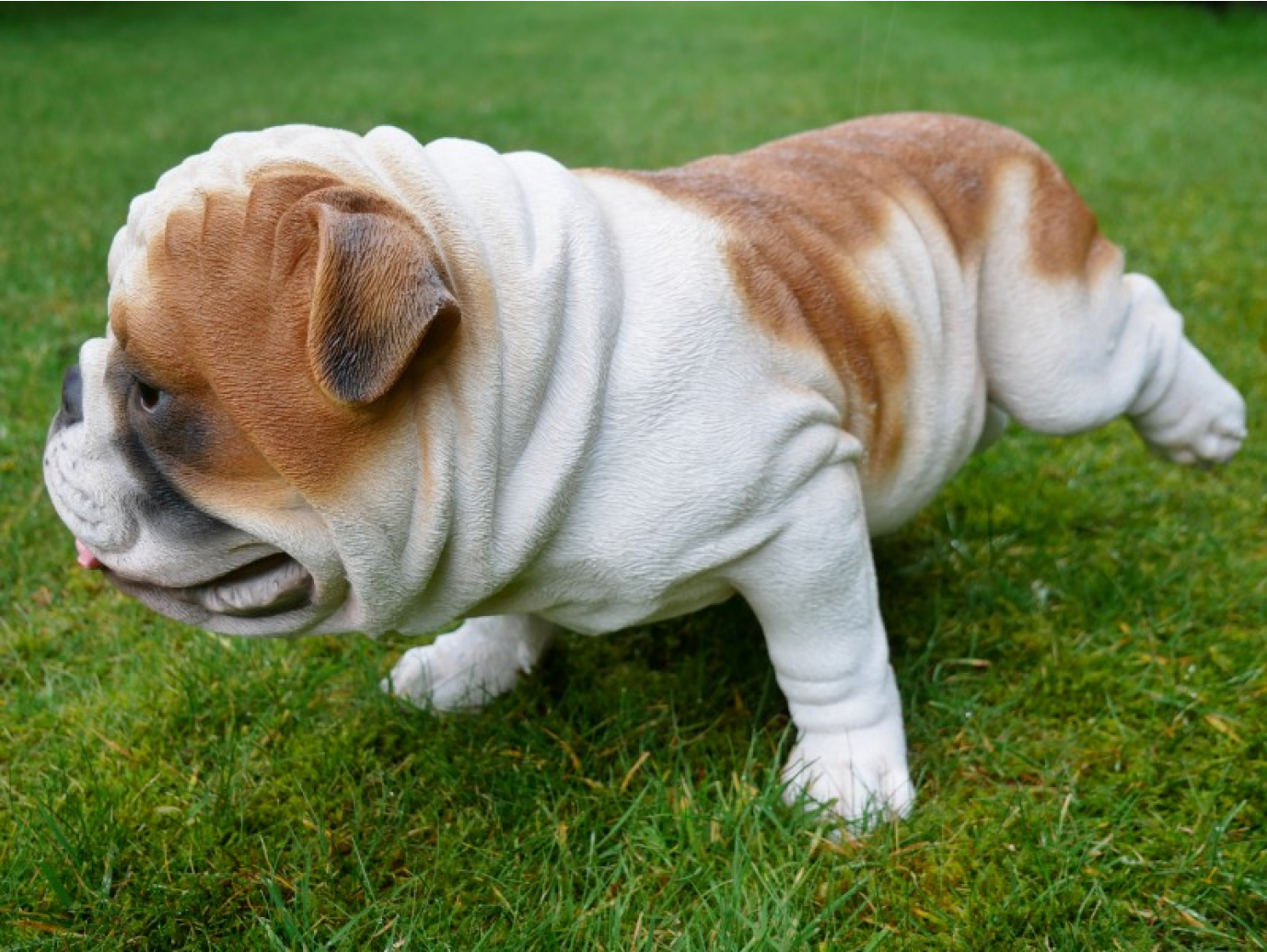 Bulldog
