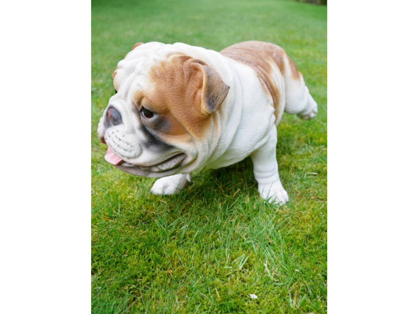 Bulldog