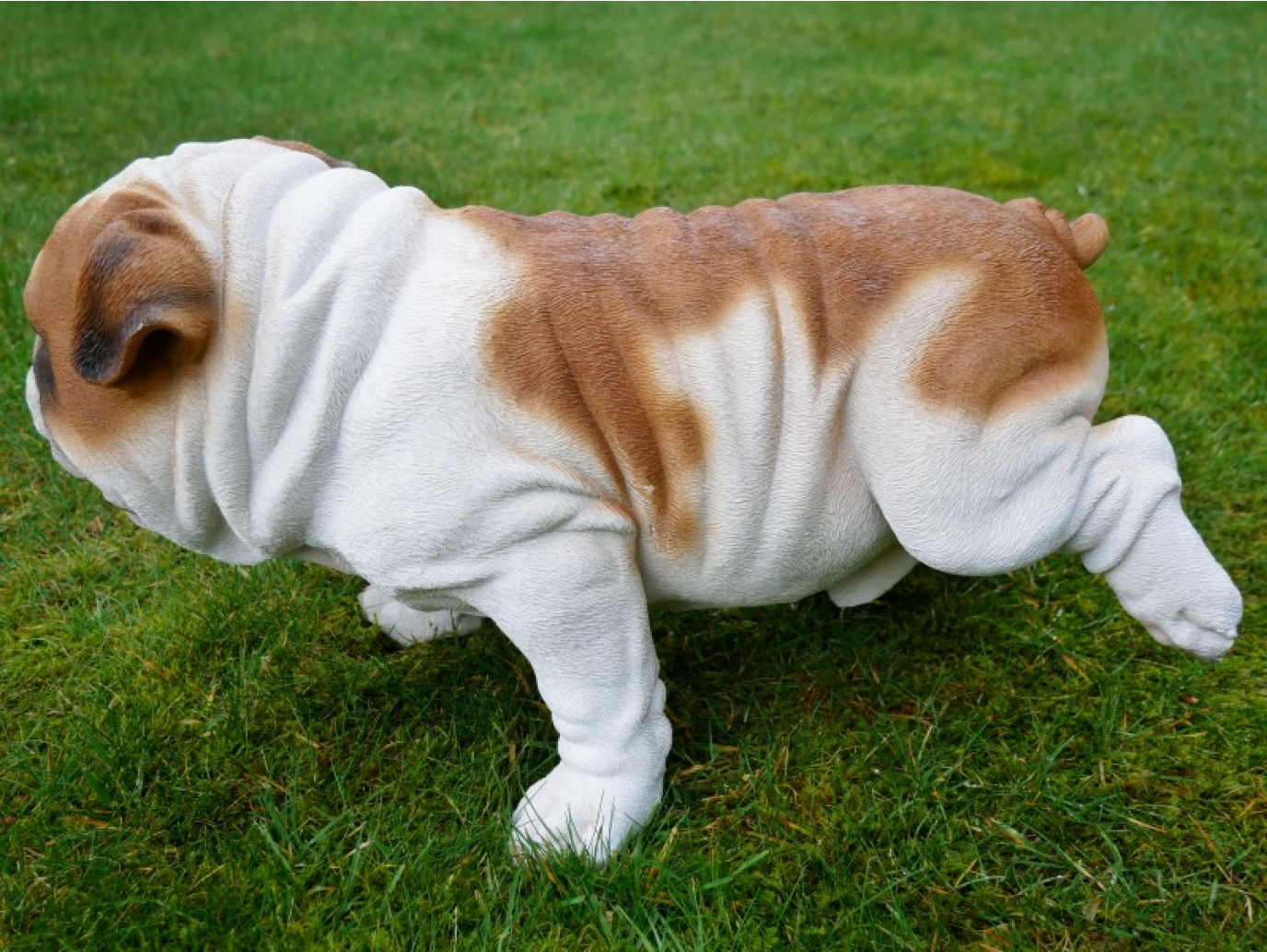 Bulldog