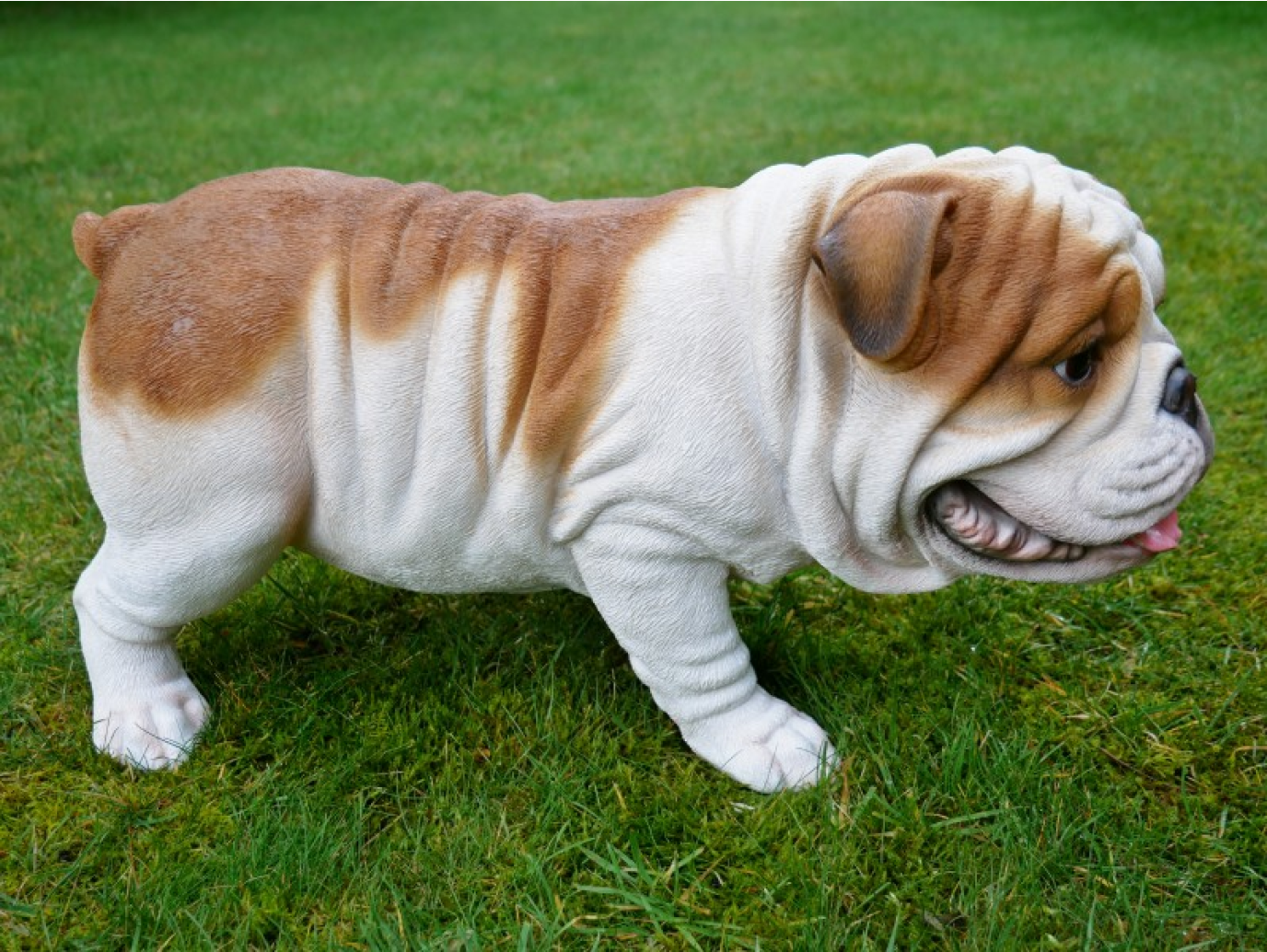 Bulldog