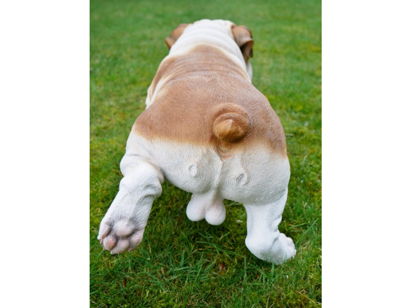 Bulldog