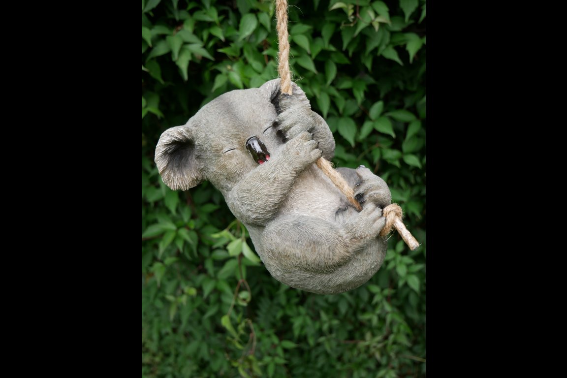 Hanging Koala