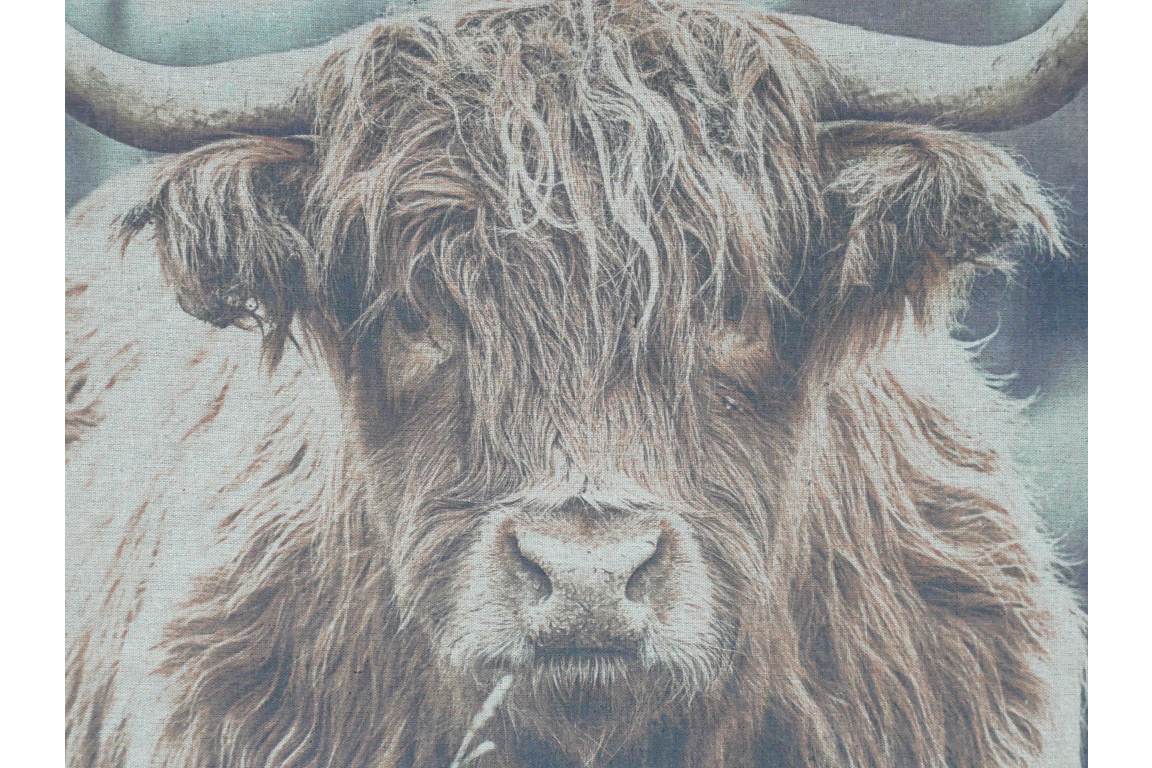 Wall Art - Highland Cow
