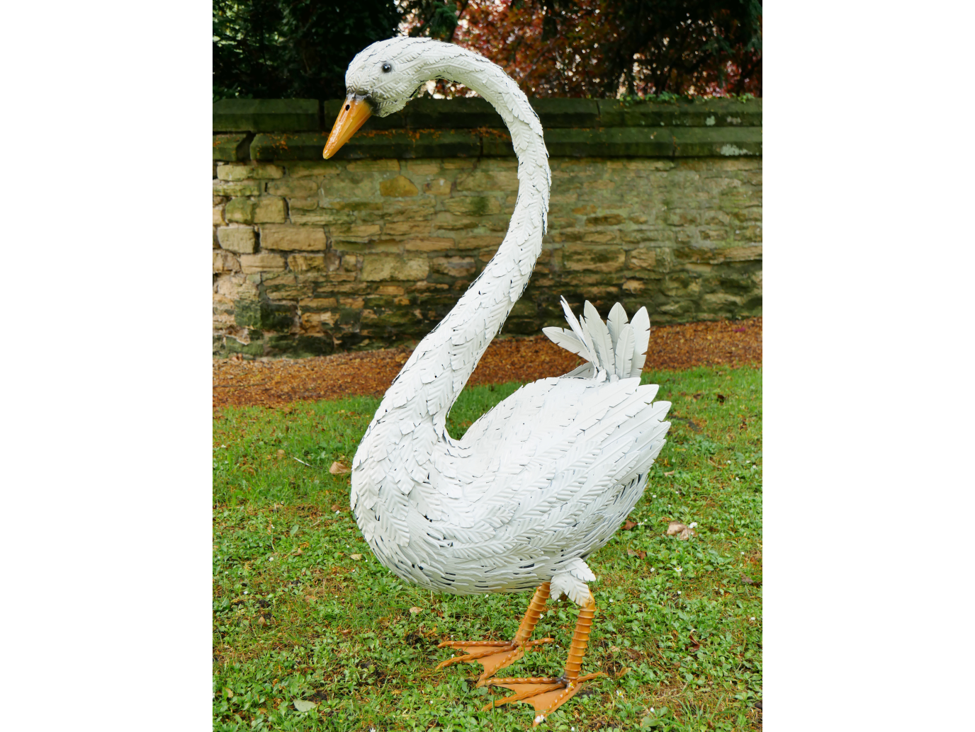 Swan