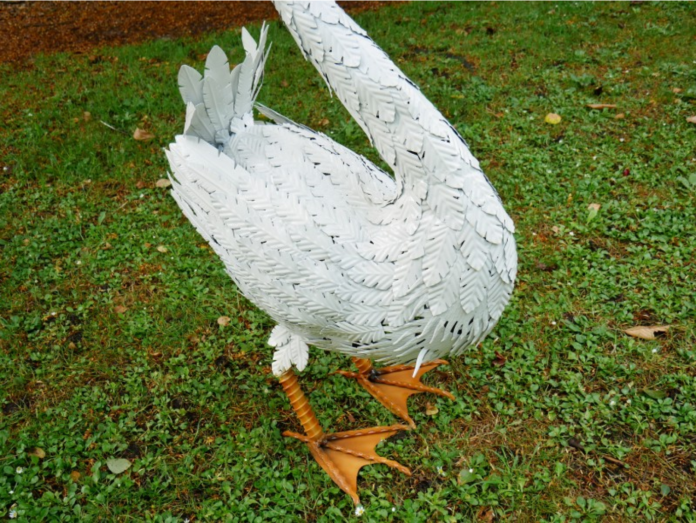 Swan