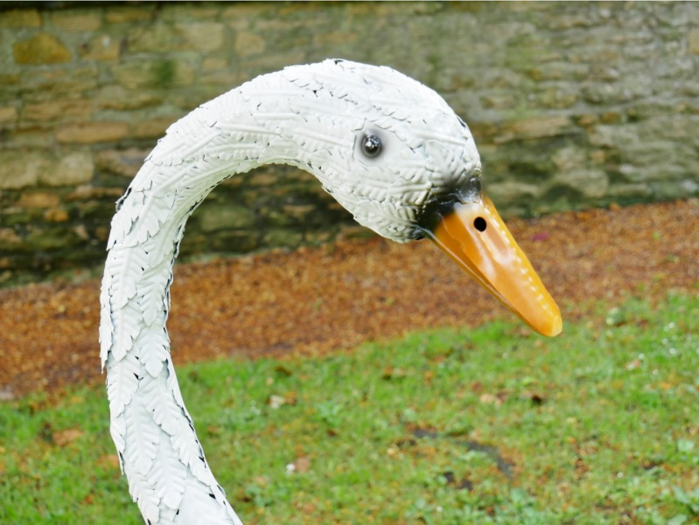 Swan