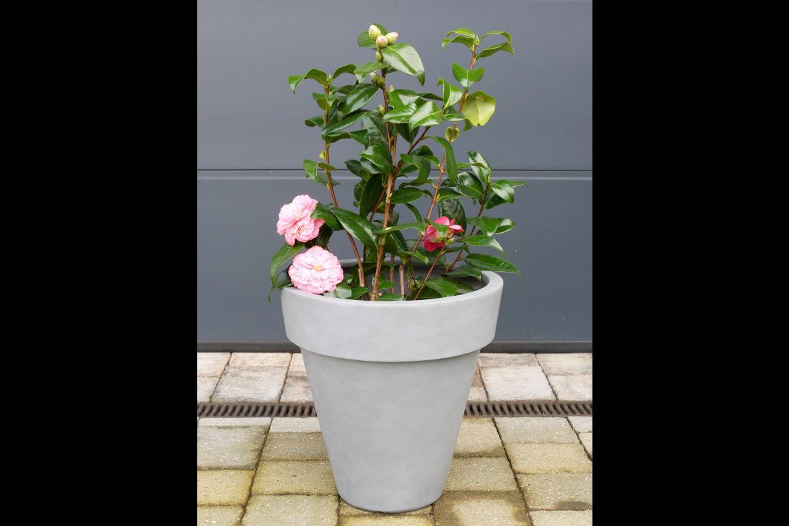 Plant Pot