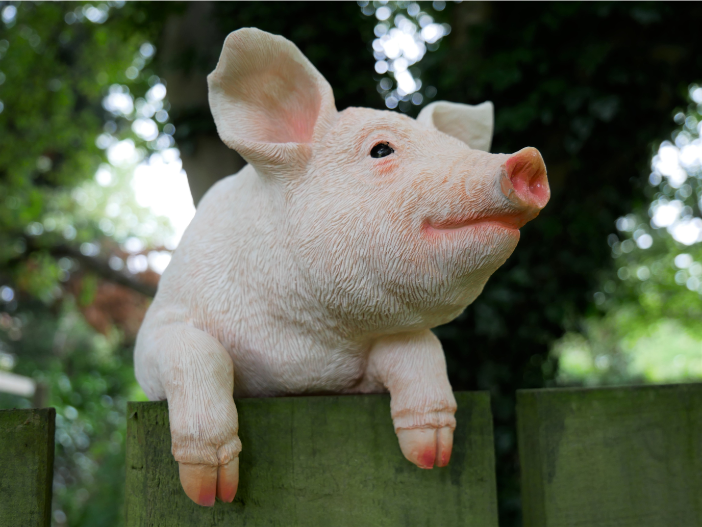 Hanging Pig